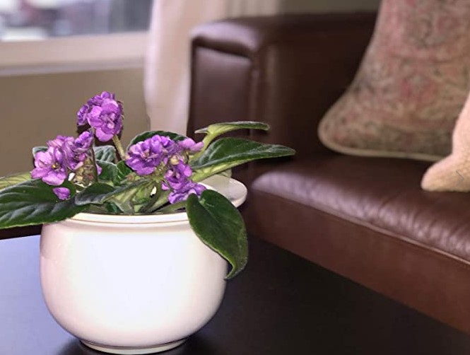 orchid planter